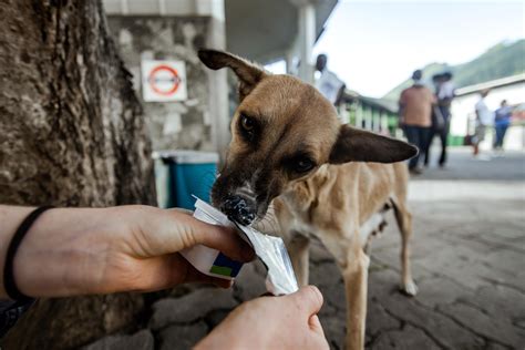 Los Perros Pueden Comer Yogur Descubre Si Este Alimento Es Bueno