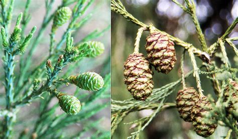 Sequoiadendron Giganteum Landscape Plants Oregon State University