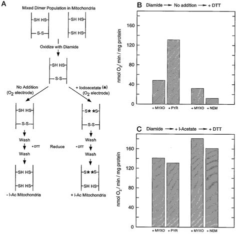 Treatment Of Diamide Oxidized Alternative Oxidase With Iodoacetate