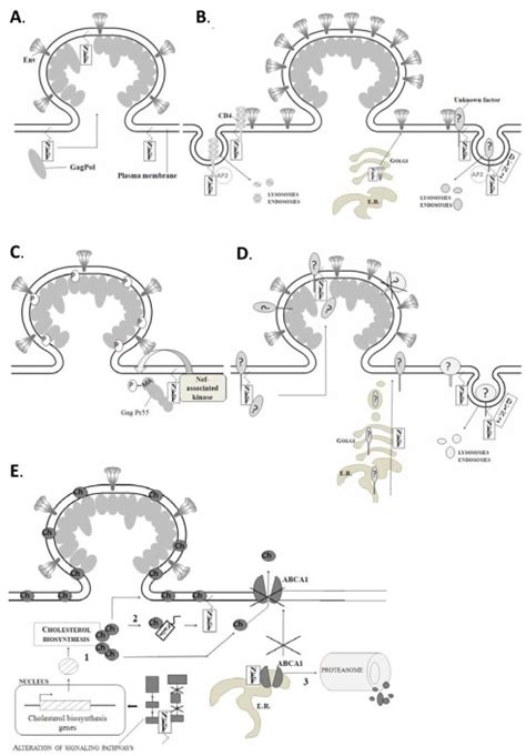 Nef Mediated Modifications Of The Virions During Virion Biogenesis At