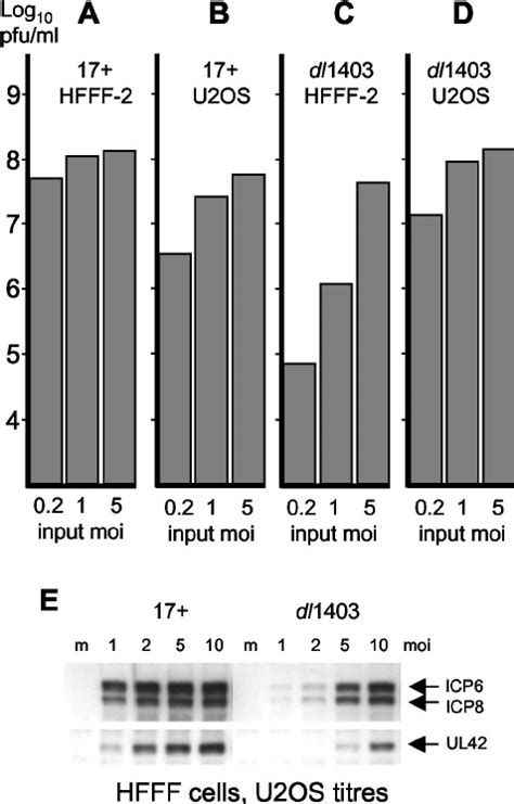 Growth Properties Of Hsv Strain And Dl In Hfff And