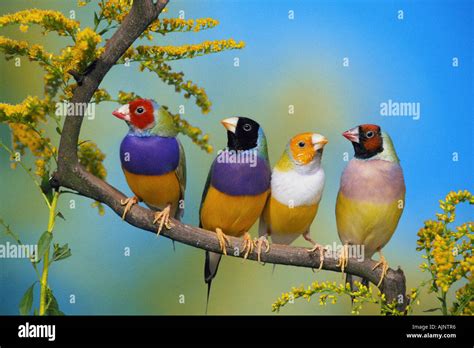 Gouldian Finches Chloebia Gouldiae Stock Photo Alamy