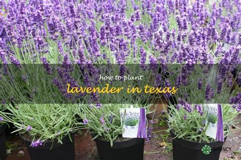 Growing Lavender In Texas A Guide For Beginner Gardeners ShunCy