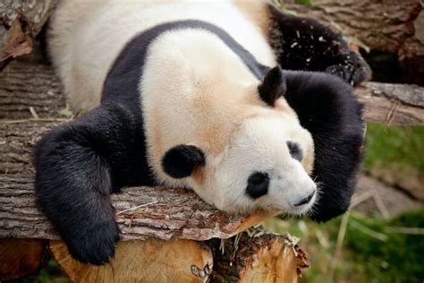 31 Facts About Pandas To Confirm Their Cuteness Bored Panda