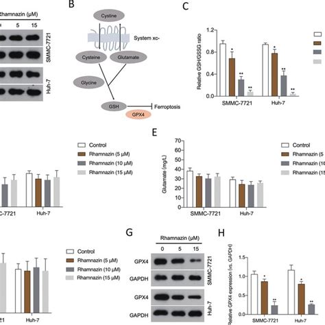 Effects Of Rhamnazin On The Expression Of Gpx4 A Protein Levels Of