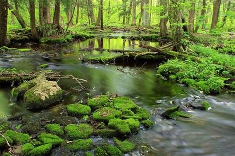 Gratis billede træ natur vand skov landskab blad river træ moss