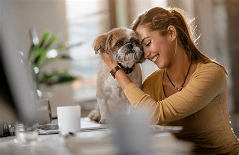 Pour Ou Contre Amener Son Chien Au Travail Depuis Mon Hamac