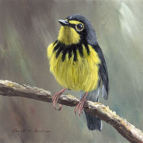 Bird Painting Art Canada Warbler Sfa Wildlife Painting Original Hand