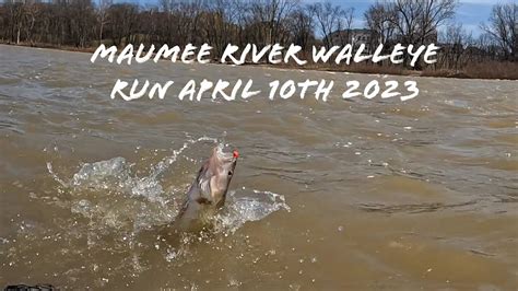 Maumee River Walleye Run April Th Youtube