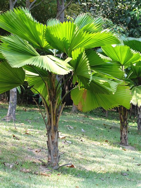 Ruffled Fan Palm Tree Licuala Grandis Urban Palms