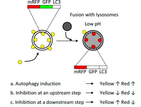 Autophagy Assay Creative Bioarray Cellassay