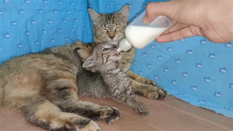 Kitten Doesn T Allow The Human To Feed His Foster Mother Cat YouTube