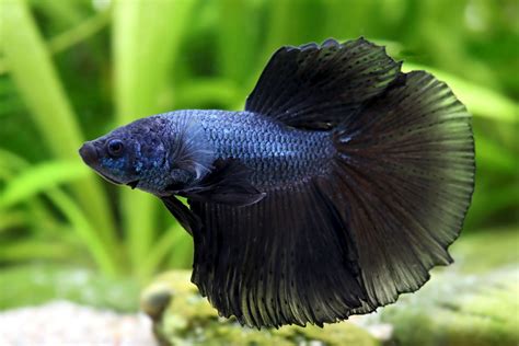 Halfmoon Super Black Betta Splendens Kampffische