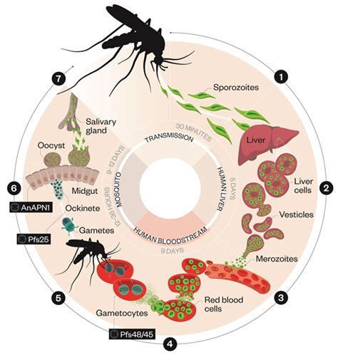 Malaria eradication: blocking transmission to mosquitoes | Feature ...