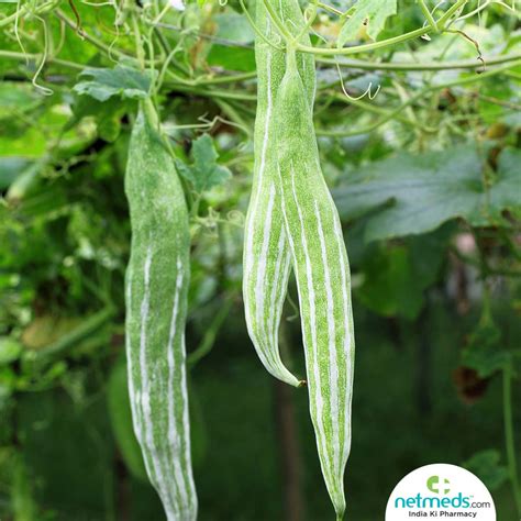 Snake Gourd Climbing Vine Edible Fruit Tropical Plant Off