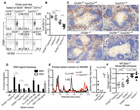 Cyp27a1 Ch25h Dko Mice Reveal A Role For 7α27 Hc In Dcir2 Dc