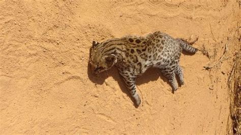 Ameaçado de extinção gato do mato pequeno morre atropelado em