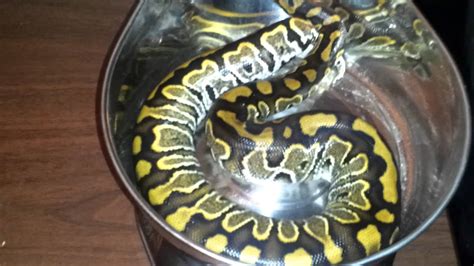 The Superball Ball Python X Blood Python Hybrid Youtube