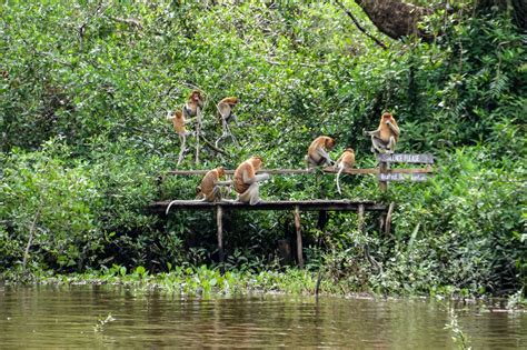 Proboscis Monkey Sanctuary Tour - Borneo Natural Sukau Bilit Resort