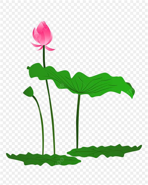 Pink Lotus Clipart Vector Vector Cartoon Pink Lotus Lotus Petals Mid