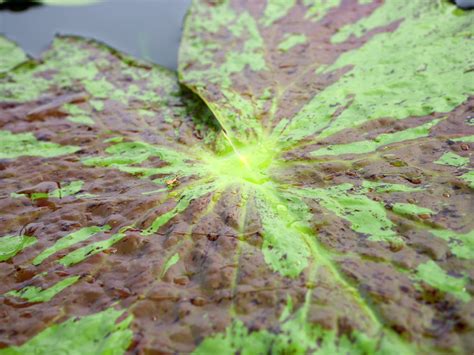 Nymphaea Gigantea SeangDao ISG Water Lily Thailand 013 Flickr