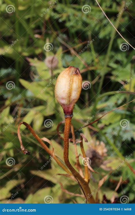 Carniolicum Subsp Stock Photos Free Royalty Free Stock Photos From