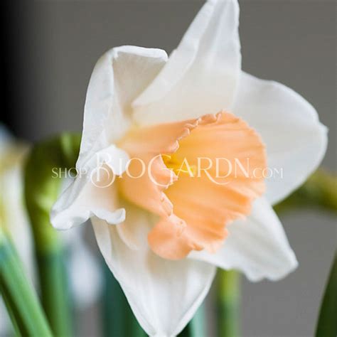 Нарцис Пинк прайд Narcissus (Daffodil) Pink Pride – Биогардн Магазин за ...