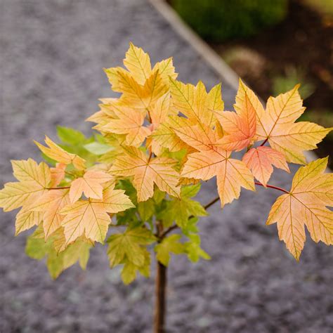 Acer Pseudoplatanus Brilliantissimum