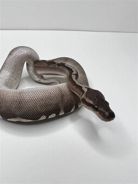 Super Ghi Lesser Ball Python By Cryptic Keepers Morphmarket