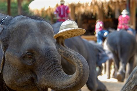 Thailand Pictures - elephant camp thailand 6041A