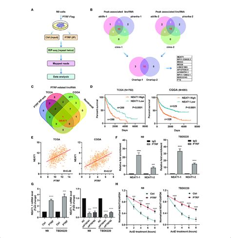 PTRF Interacts With LncRNA NEAT1 And Maintains Its MRNA Stability