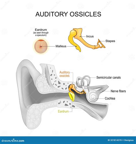 Ossicles Cartoons Illustrations Vector Stock Images 156 Pictures