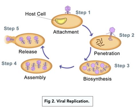 Life Cycle And Replication Of Viruses A Level Biology Study Mind