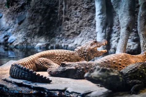 Dwarf Crocodile - A-Z Animals