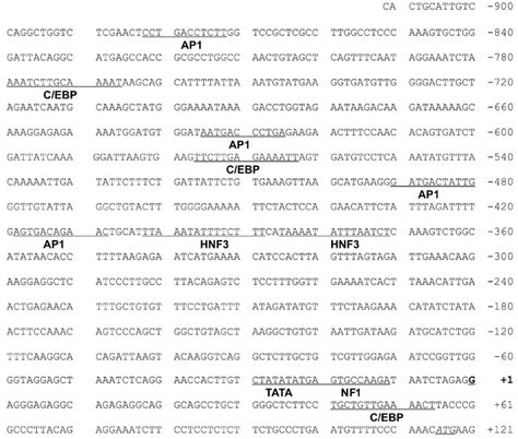 dna sequence  analysis   human  promoter  transcriptional
