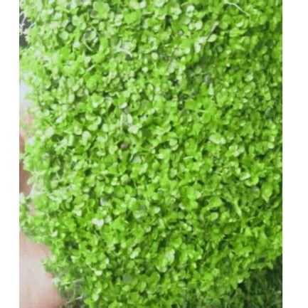 Jual Monte Carlo Aquascape Tanaman Carpet Aquascape Shopee Indonesia