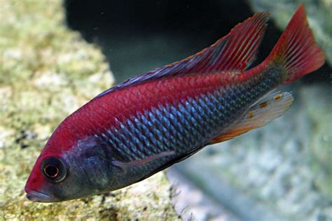 Flameback Lake Victoria African Cichlids Smiths Aquarium African