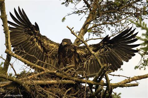 Eagles and Nature with chris7: Nest Cam Round-up: White Rock, Africam ...