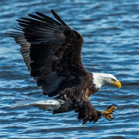 Bald Eagles are Back | WTTW Chicago