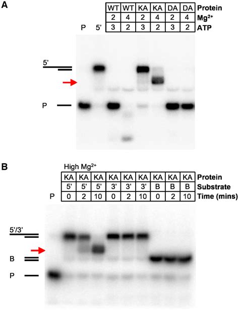 Bad Displays Coupled Helicase And Nuclease Activities And Binds In A