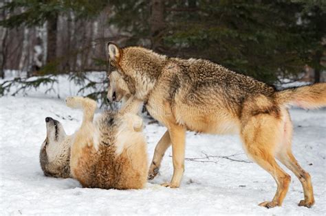 Grey Wolf Canis Lupus Stands Over Submissive Packmate On Back Winter