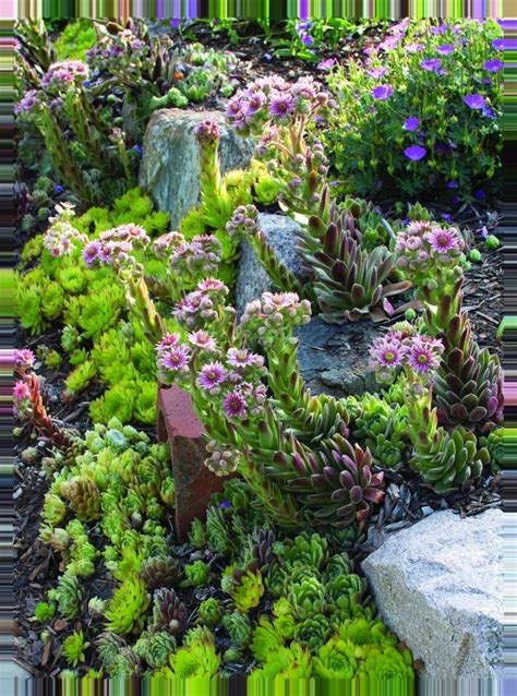 25 Sedum Rock Garden Ideas To Try This Year SharonSable