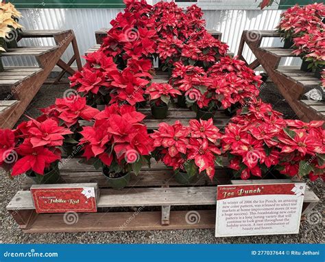 Poinsettia Display At The Flower Fields In Spring In Carlsbad