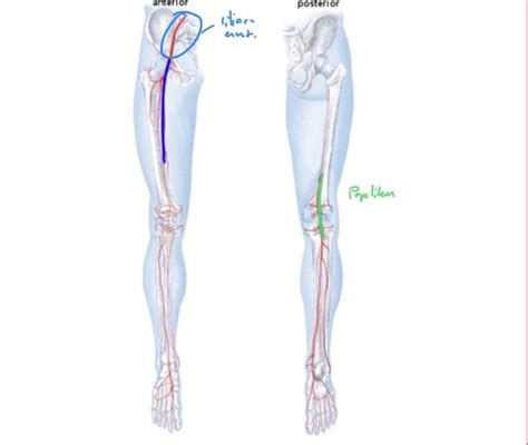 Vam Untere Extremit T Arterien Flashcards Quizlet