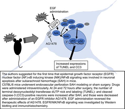 Epidermal Growth Factor Receptor Mediates Neuronal Apoptosis After