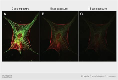 Photobleaching Principles Thermo Fisher Scientific US