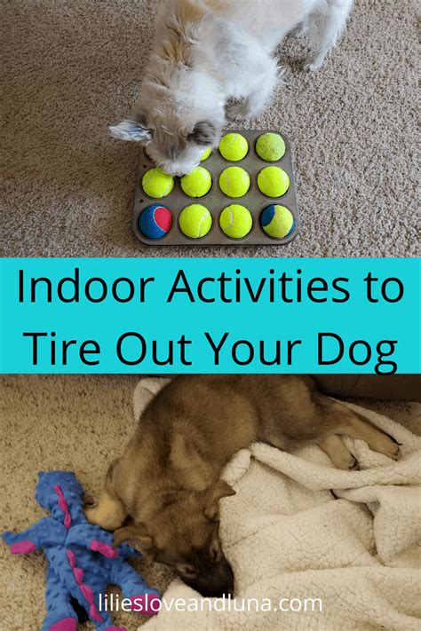 35 Indoor Activities For Dogs Artofit