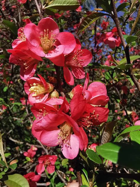 Chaenomeles Speciosa Japanese Flowering Quince Jurassicplants Nurseries