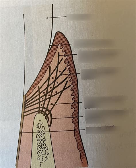 Classification Of Gingival Fibers Diagram Quizlet