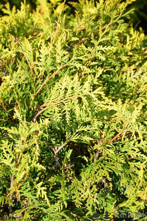 Thuja Occidentalis Golden Globe Ywotnik Zachodni